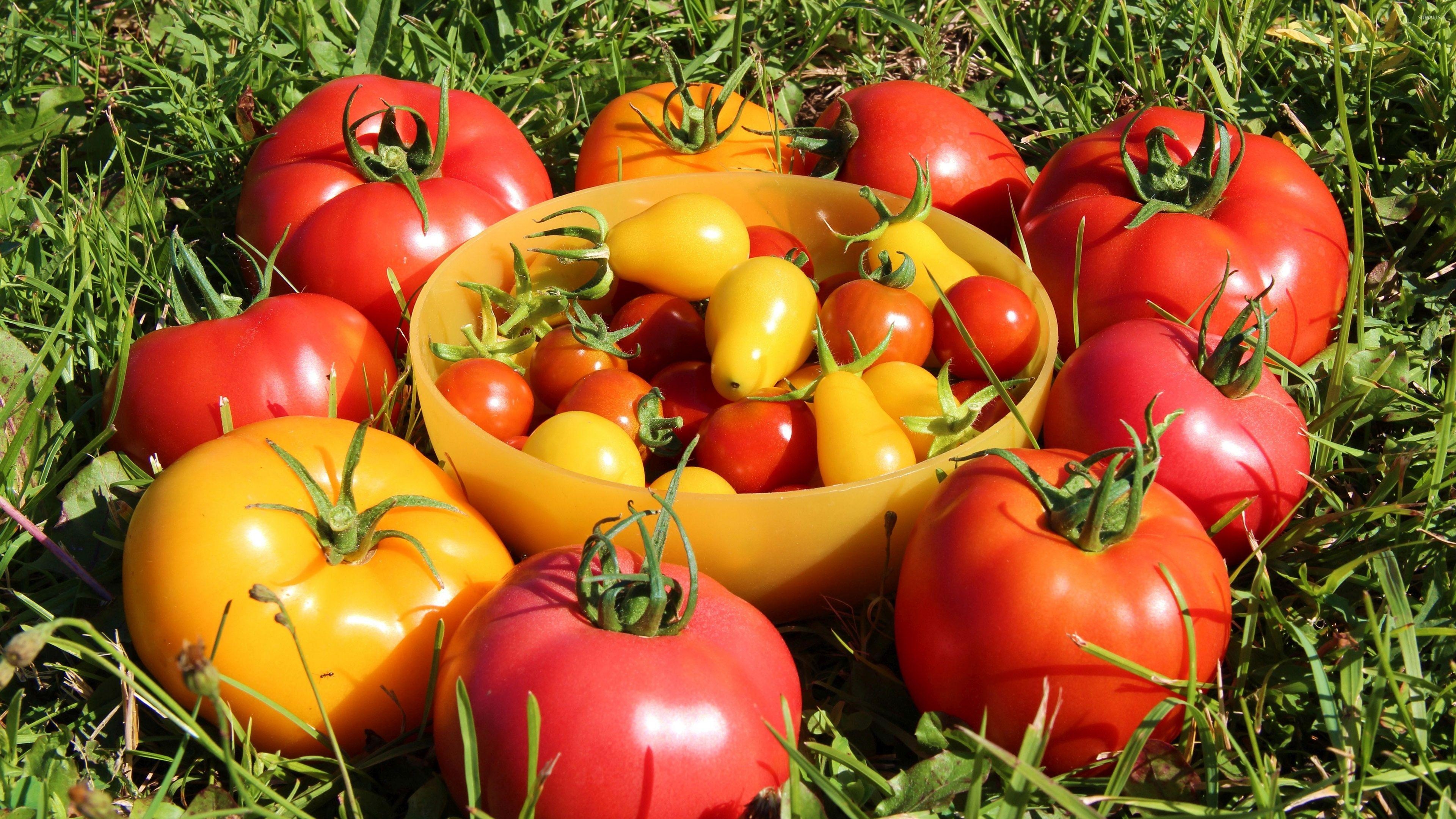 Rote Tomaten, Gelbe Tomaten, Essen, Natur, Hintergrund, 3840x2160 4K Desktop