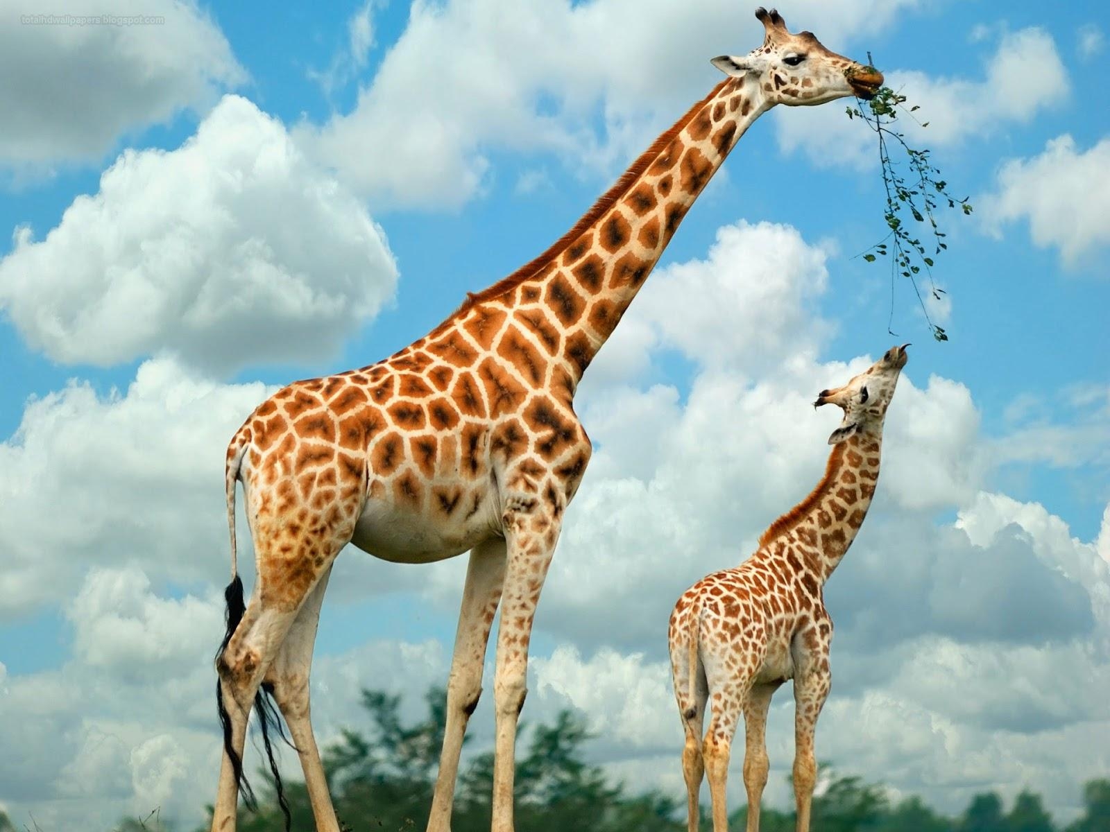 Giraffe, HD, Bild, Safari, Tiere, 1600x1200 HD Desktop