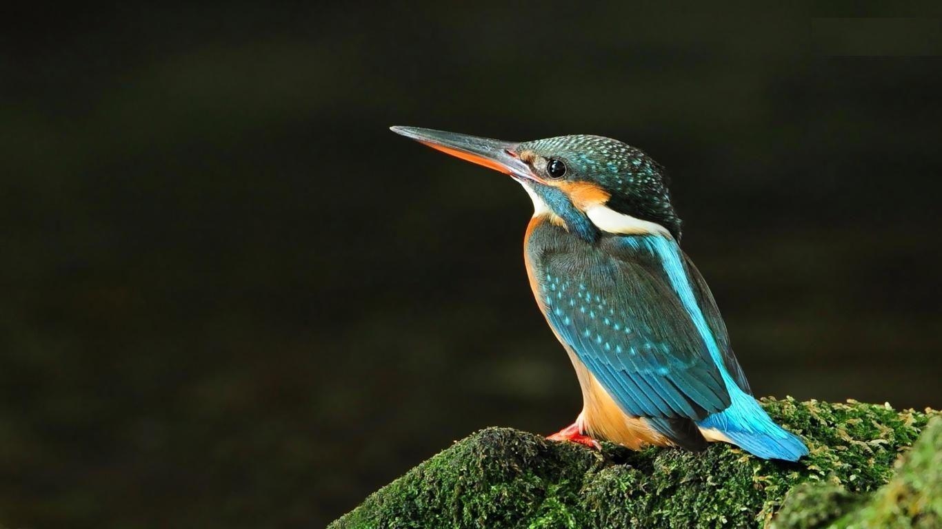 Vogelleben, Eisvogel, Tierwelt, Natur, Vögel, 1370x770 HD Desktop