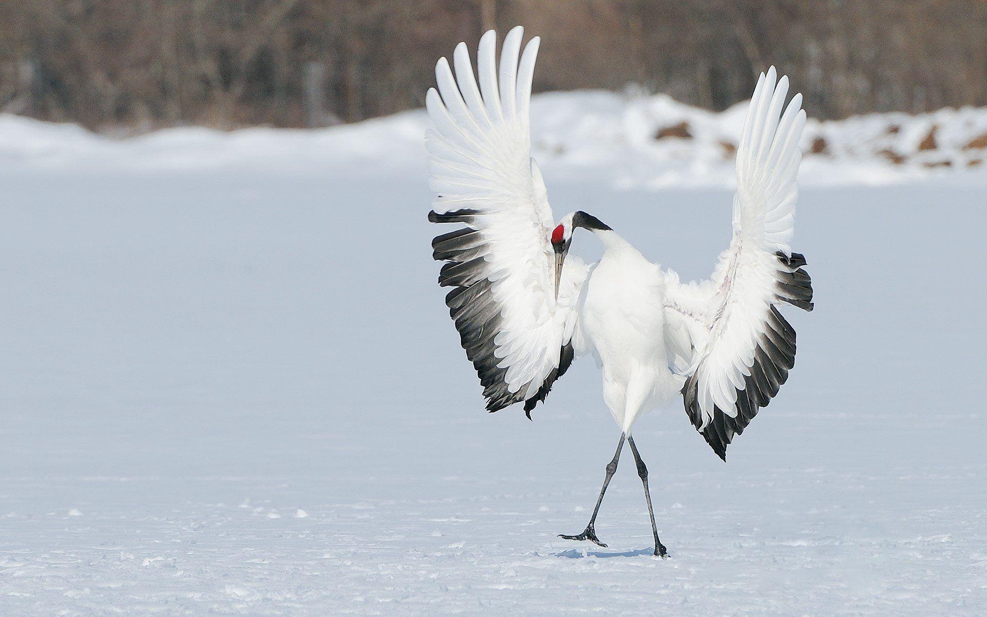 Kranich Vogel, Hintergrund, Natur, Bild, Tiere, 1920x1200 HD Desktop