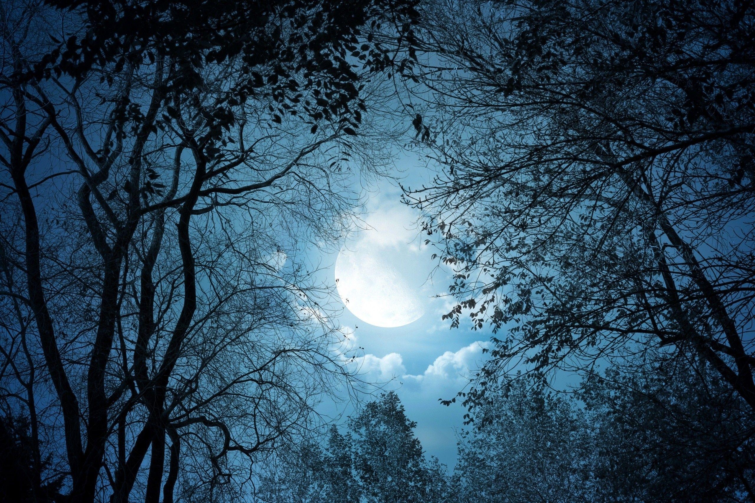 Fantastisch, Wald, Mond, Nacht, Dunkel, 2560x1710 HD Desktop