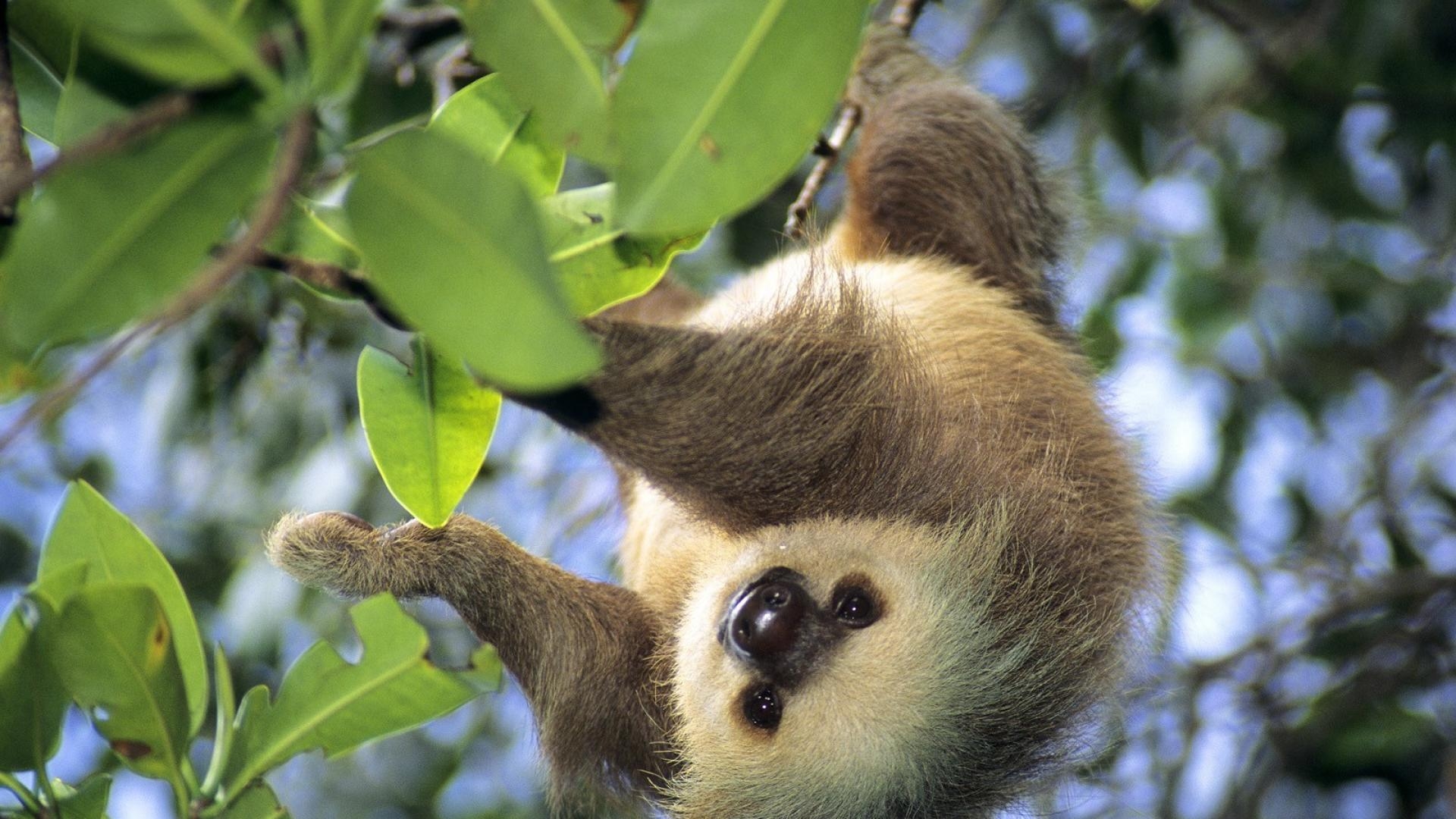 Tiere, Blätter, Faultier, Panama, Natur, 1920x1080 Full HD Desktop