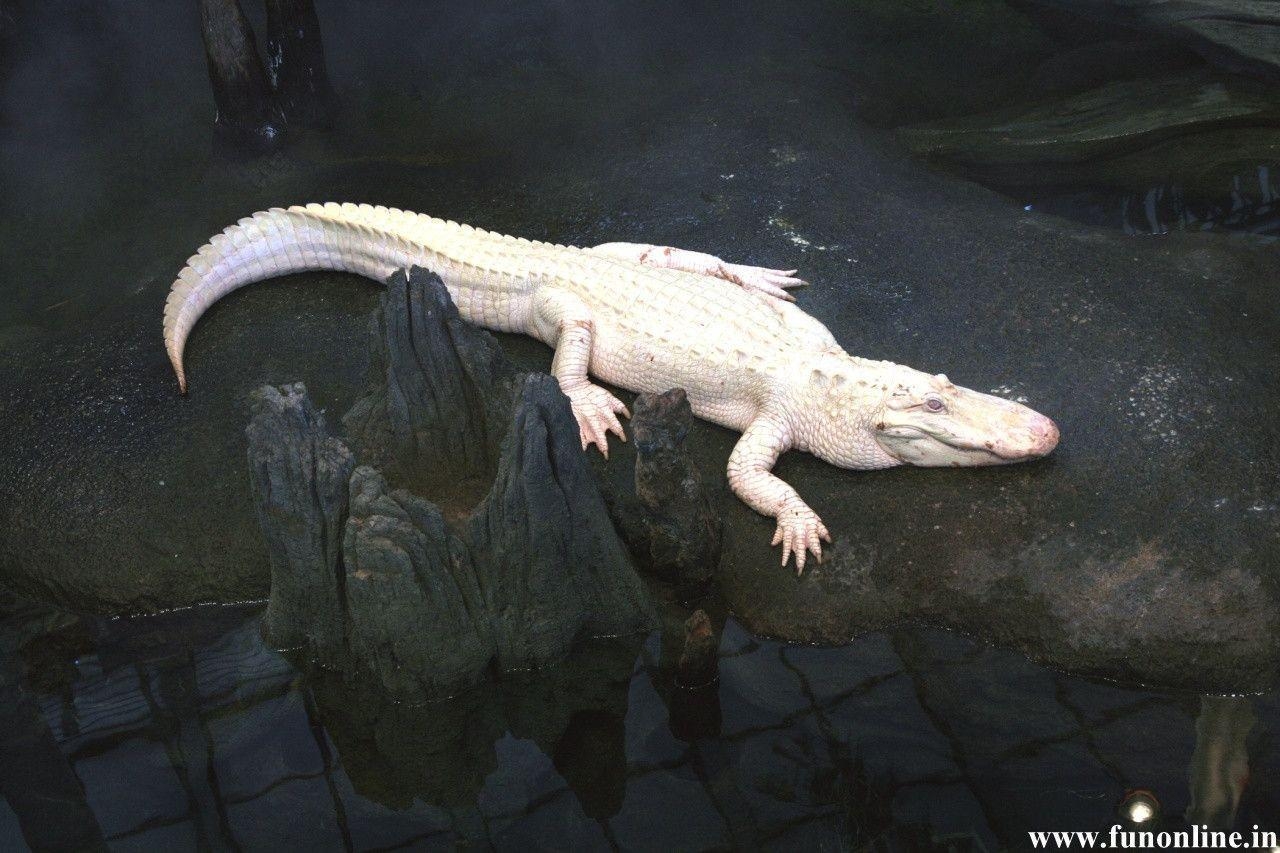 Alligator, Reptilien, Tiere, Wildtier, Sumpf, 1280x860 HD Desktop