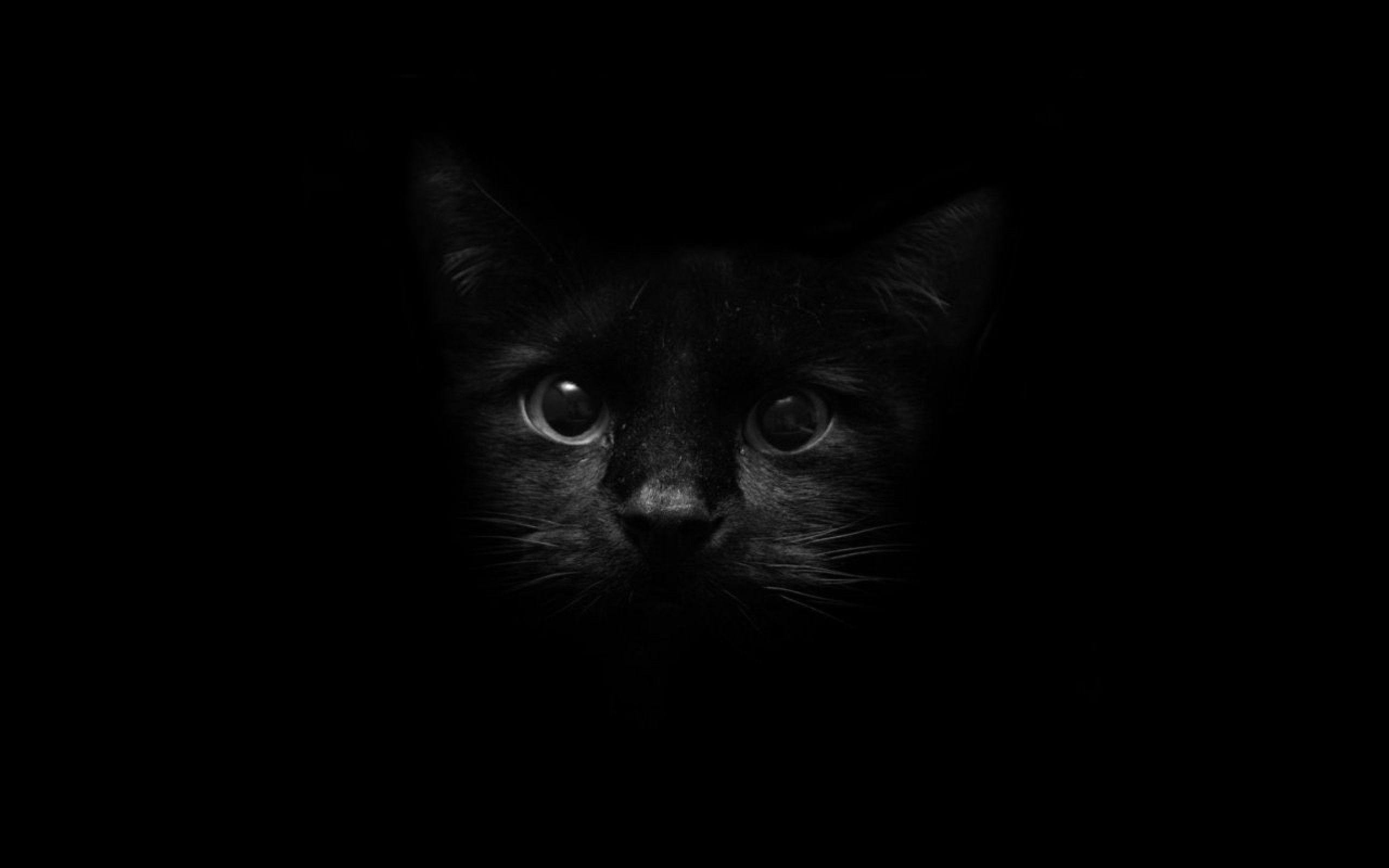 Schwarze Katze, Hintergrund, Tiere, Wallpaper, Niedlich, 2560x1600 HD Desktop