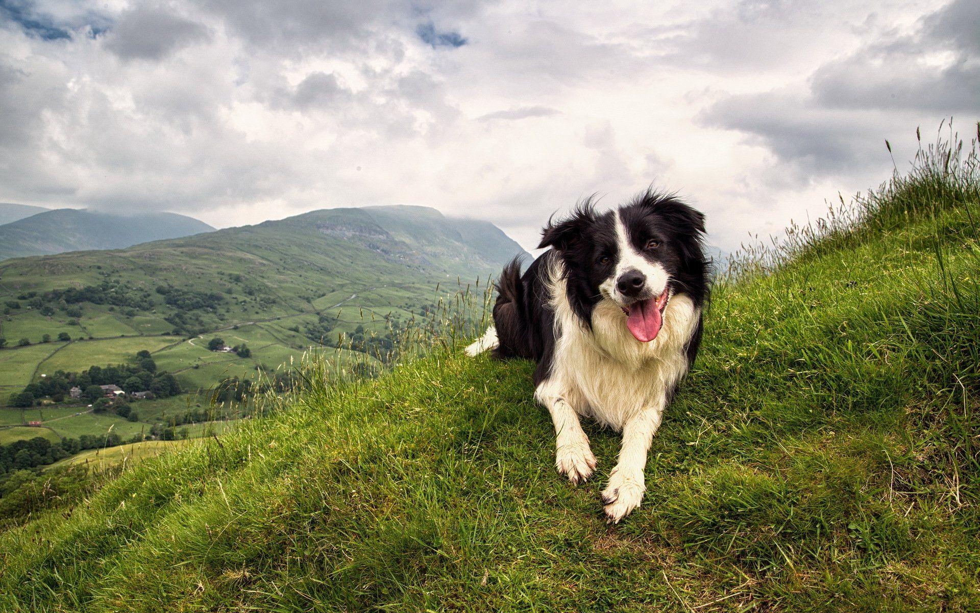 Border Collie, HD, Tiere, Hundebild, Intelligent, 1920x1200 HD Desktop