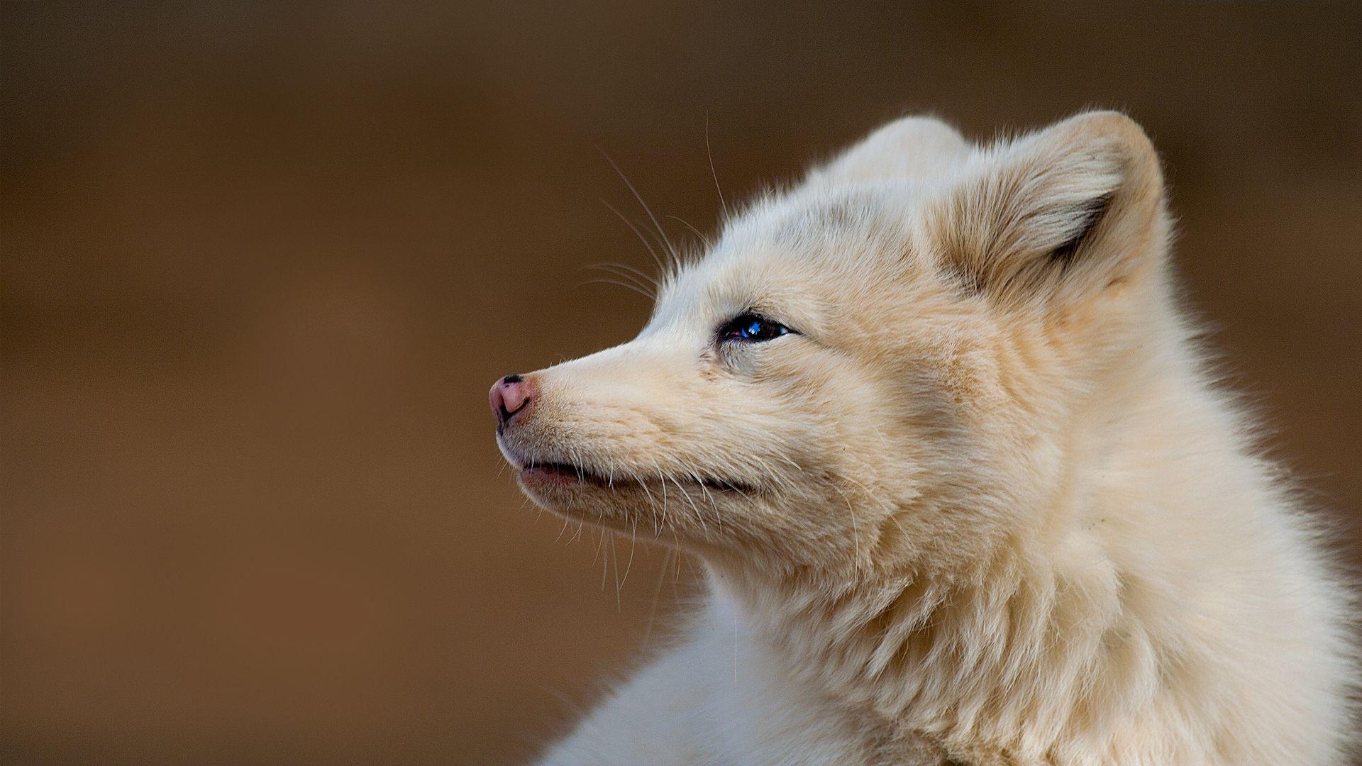 Arktischer Fuchs, Norden, Tiere, Wild, 1920x1080 Full HD Desktop
