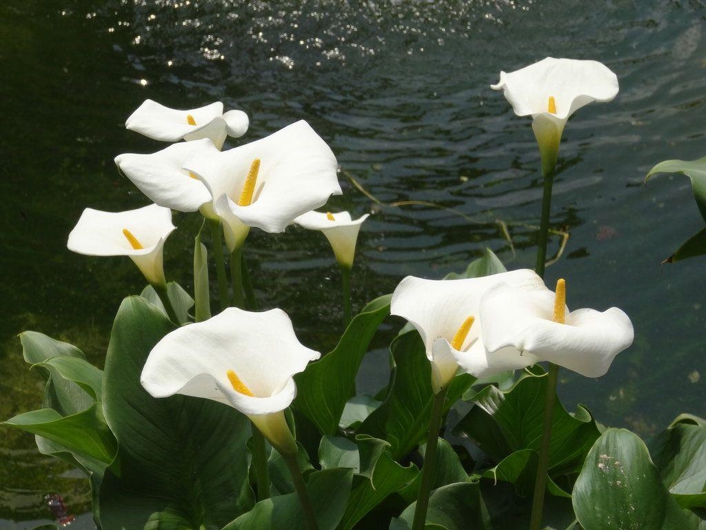 Calla-Lilie, Natur, Hintergrund, Blume, Bild, 1030x770 HD Desktop