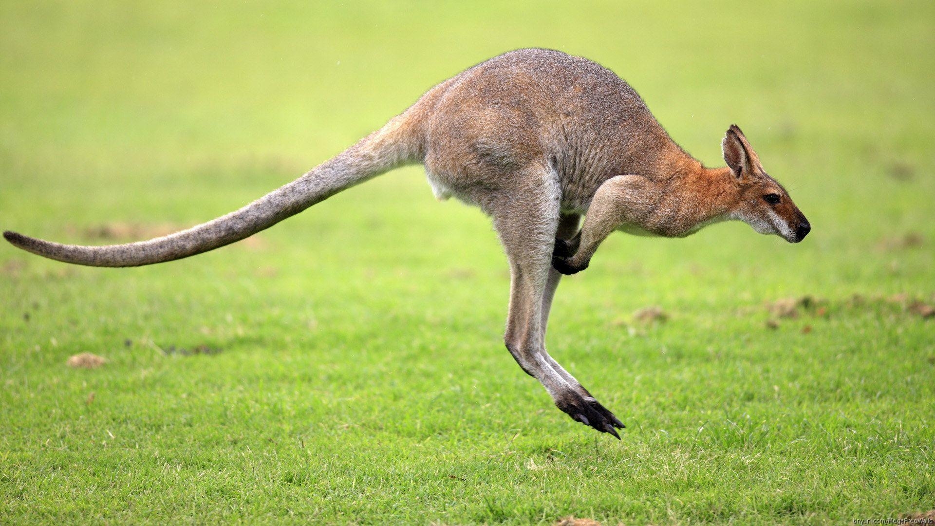 Känguru, Foto, HD, Australien, Widescreen, 1920x1080 Full HD Desktop