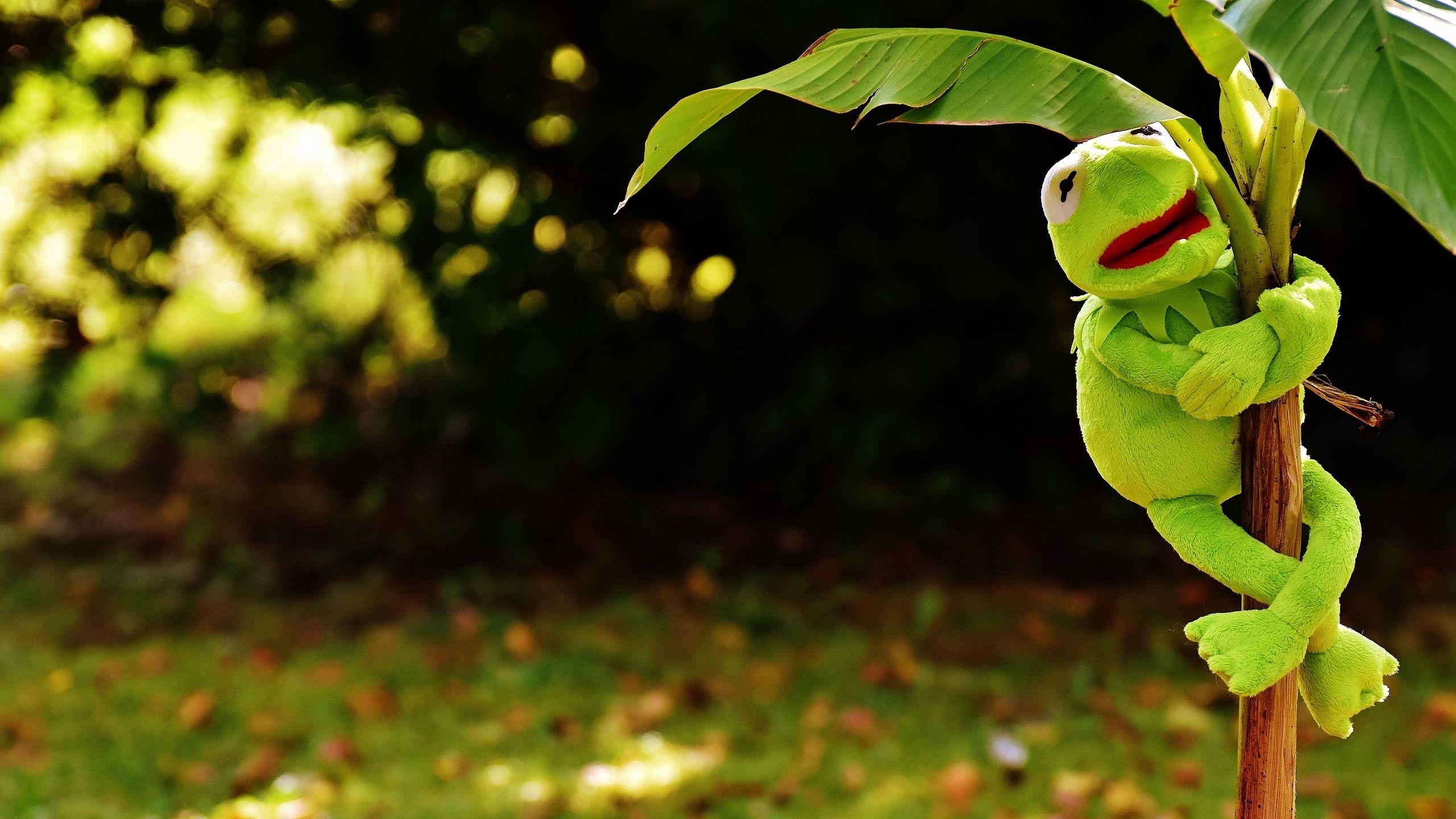 Kermit der Frosch, Spielzeug, Pflanze, Download, Widescreen, 2560x1440 HD Desktop