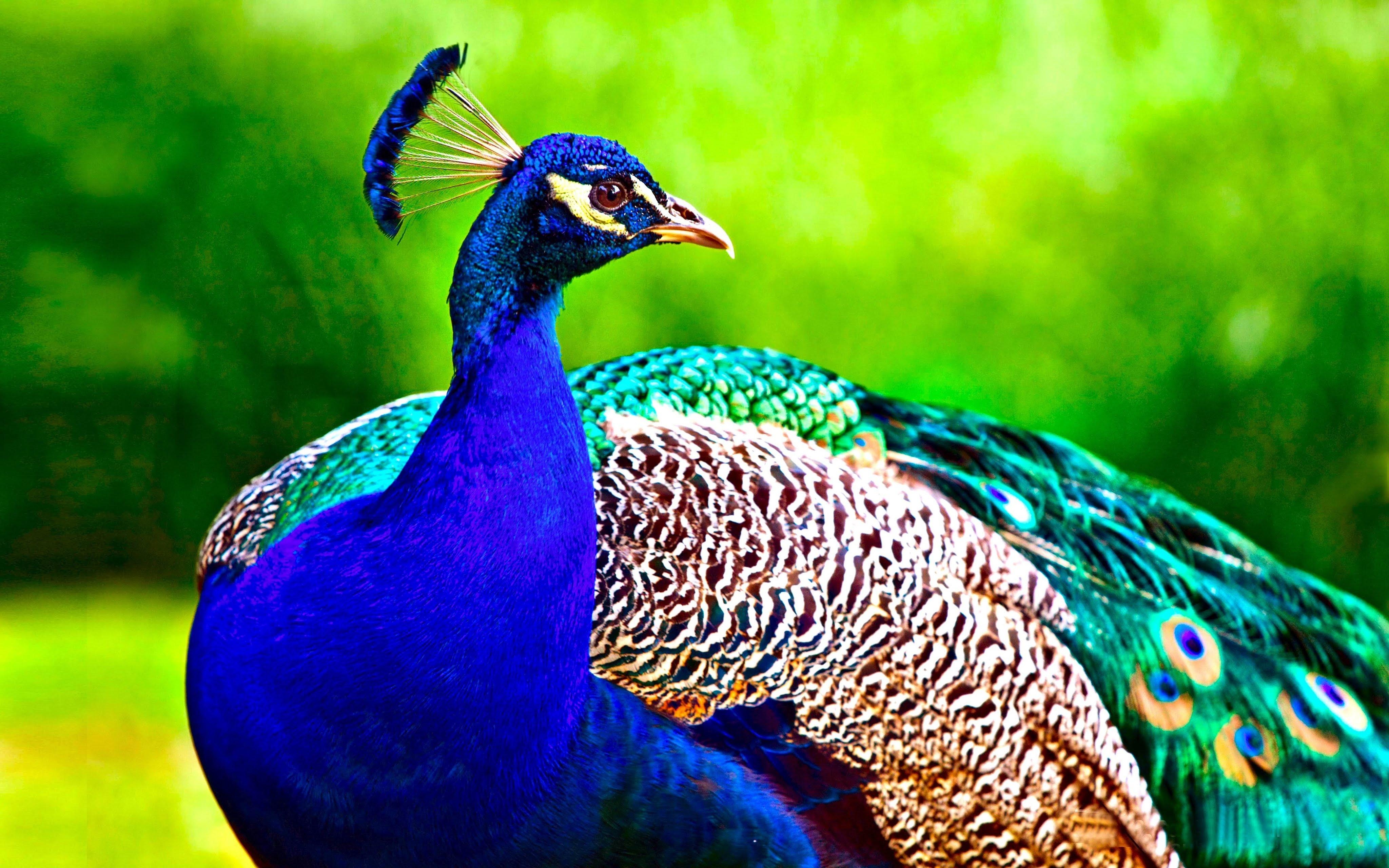 Pfau, HD, Hintergrund, Farbenprächtig, Tier, 4100x2560 4K Desktop