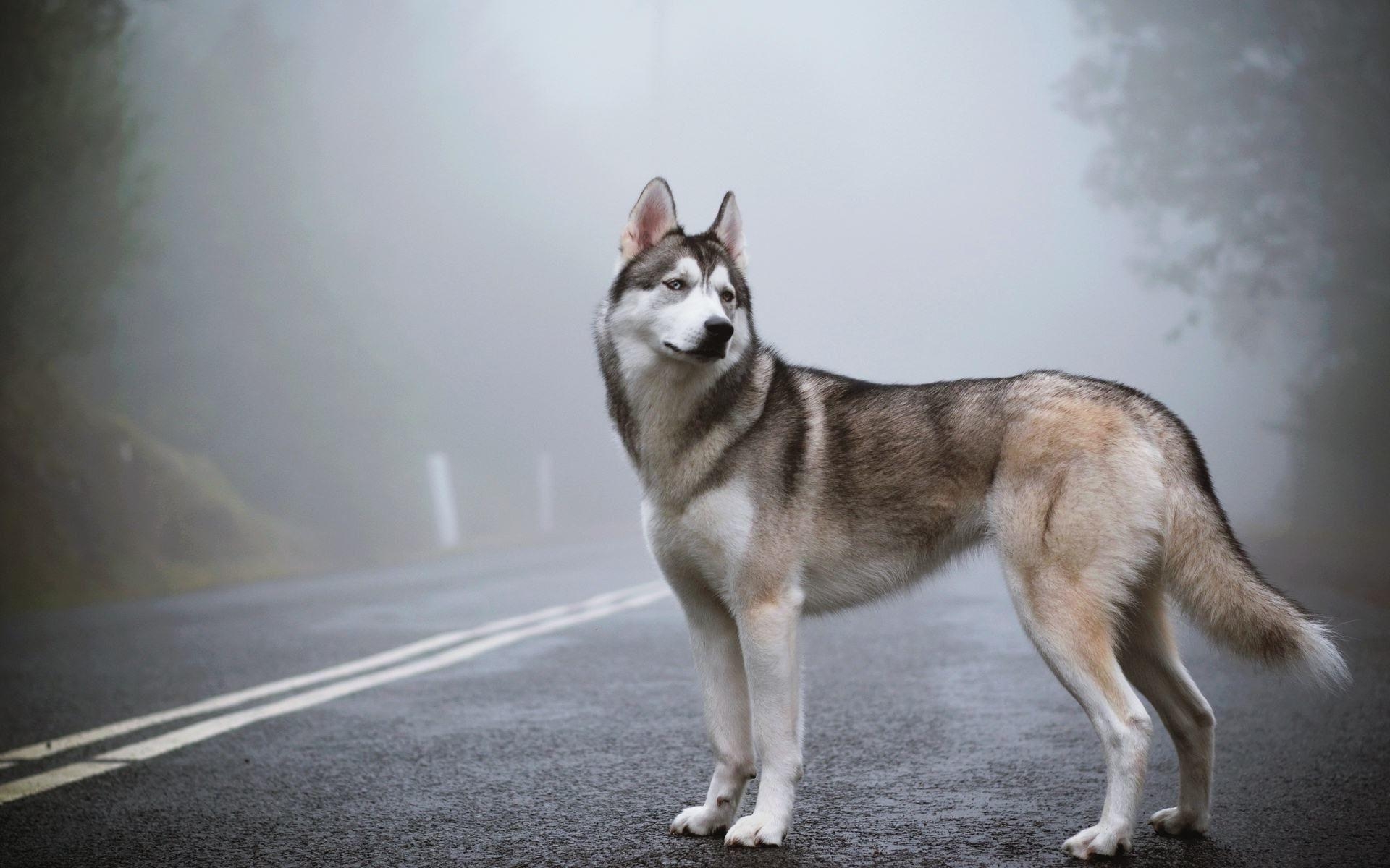 Sibirischer Husky, Wallpaper, 1920x1200, Bild, Hunde, 1920x1200 HD Desktop