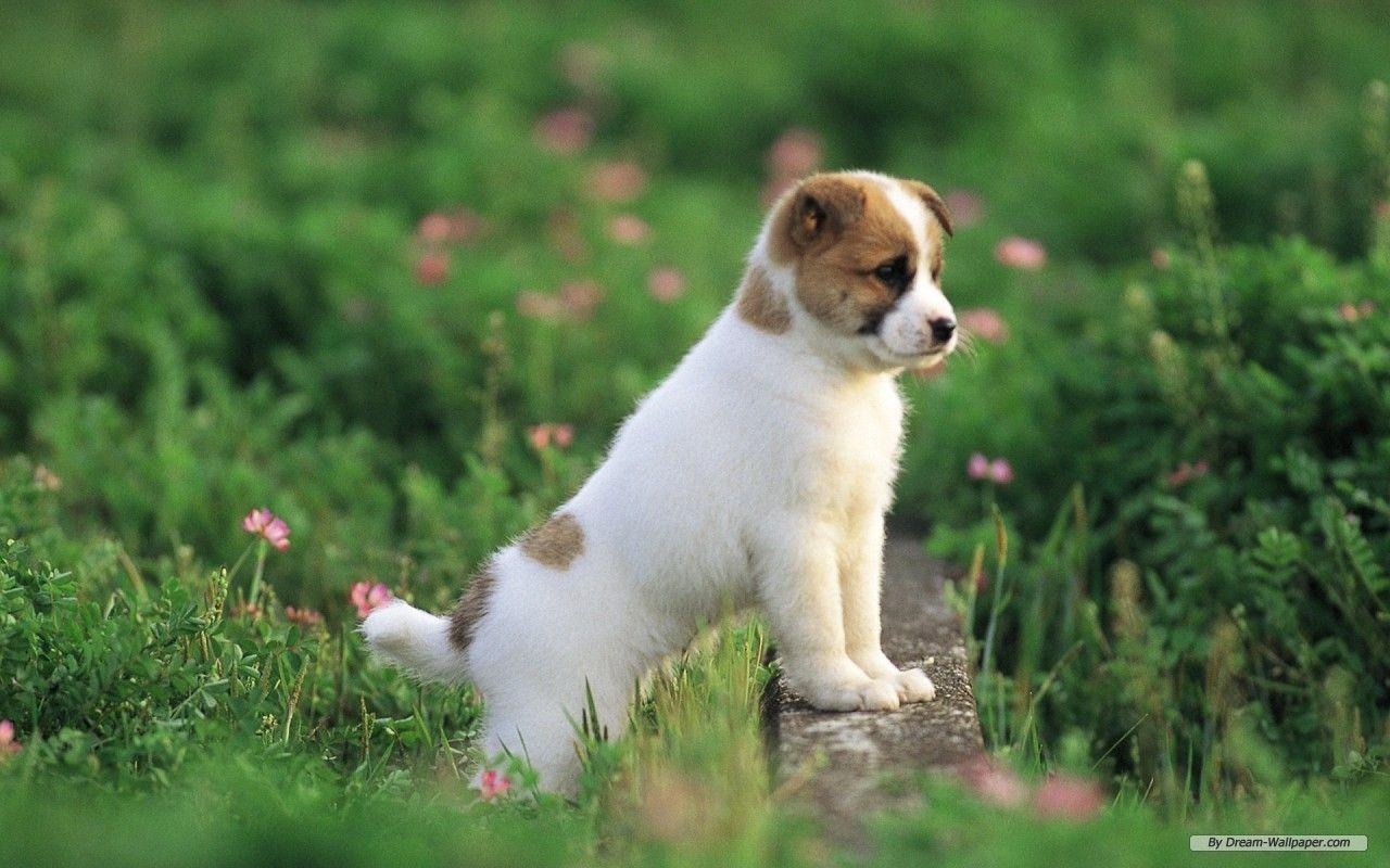 Tierbilder, Kostenlos, Hund, Babytiere, Hintergrund, 1280x800 HD Desktop