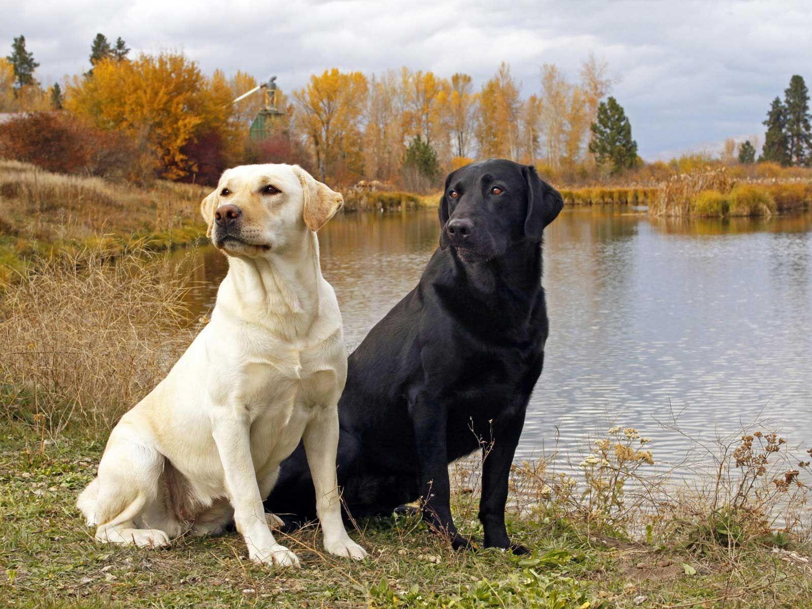 Labrador Retriever, schwarz, Hund, Tiere, süß, 1600x1200 HD Desktop