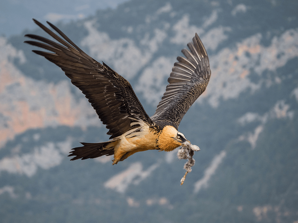 Bartgeier, Fotografie, Tiere, Seltene Vögel, Geier, 1030x770 HD Desktop