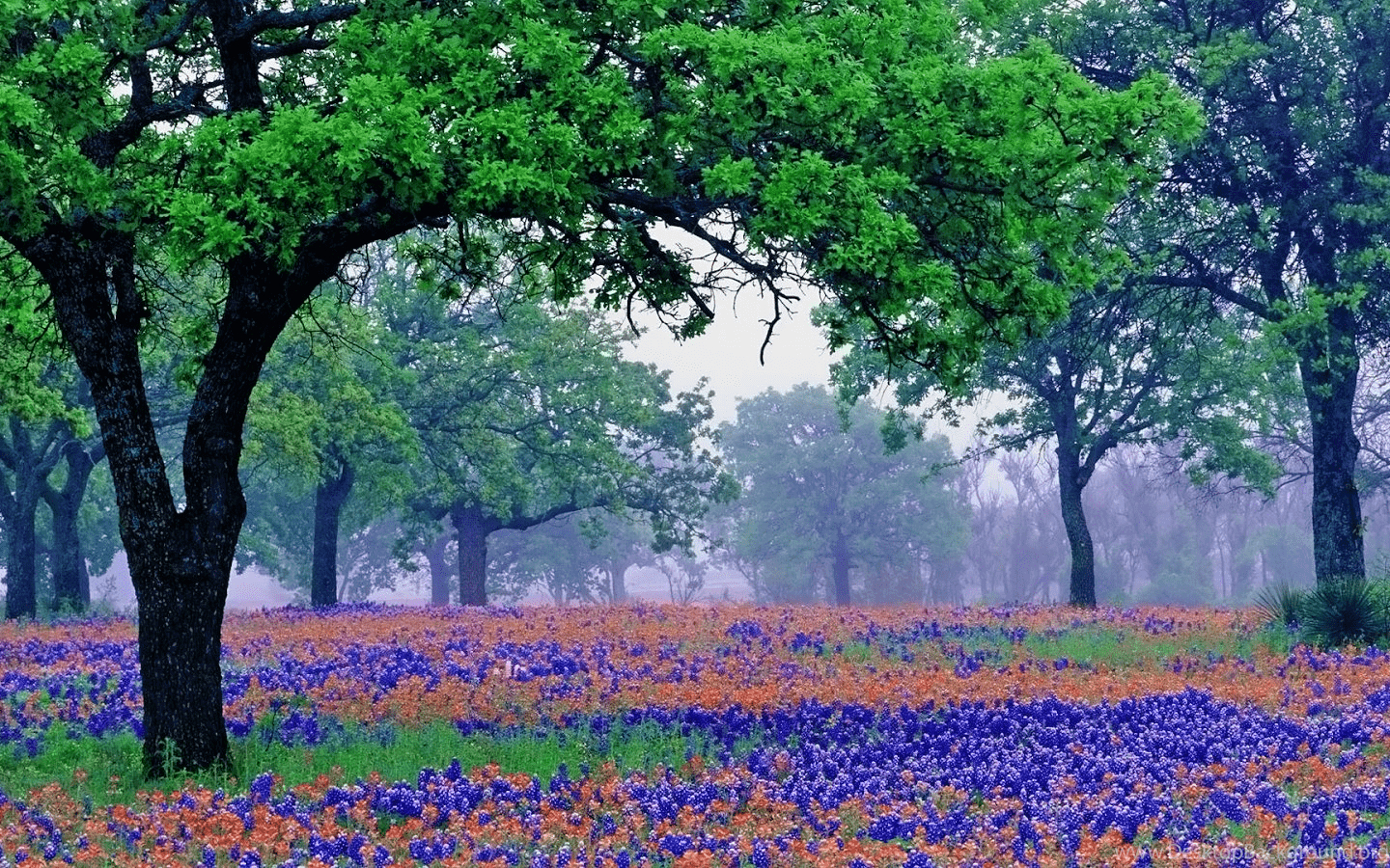 Bluebonnet, HD, Desktop, Hintergrund, Natur, 1440x900 HD Desktop