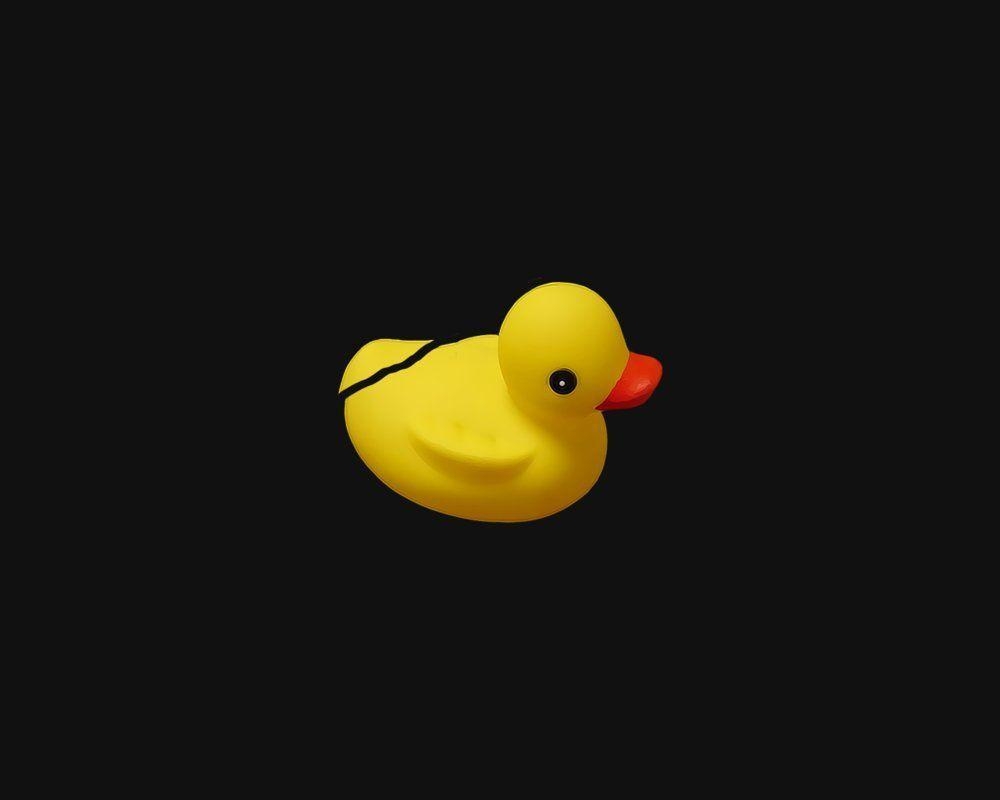Stockente, wunderschön, Hintergrund, HD, Tiere, 1000x800 HD Desktop
