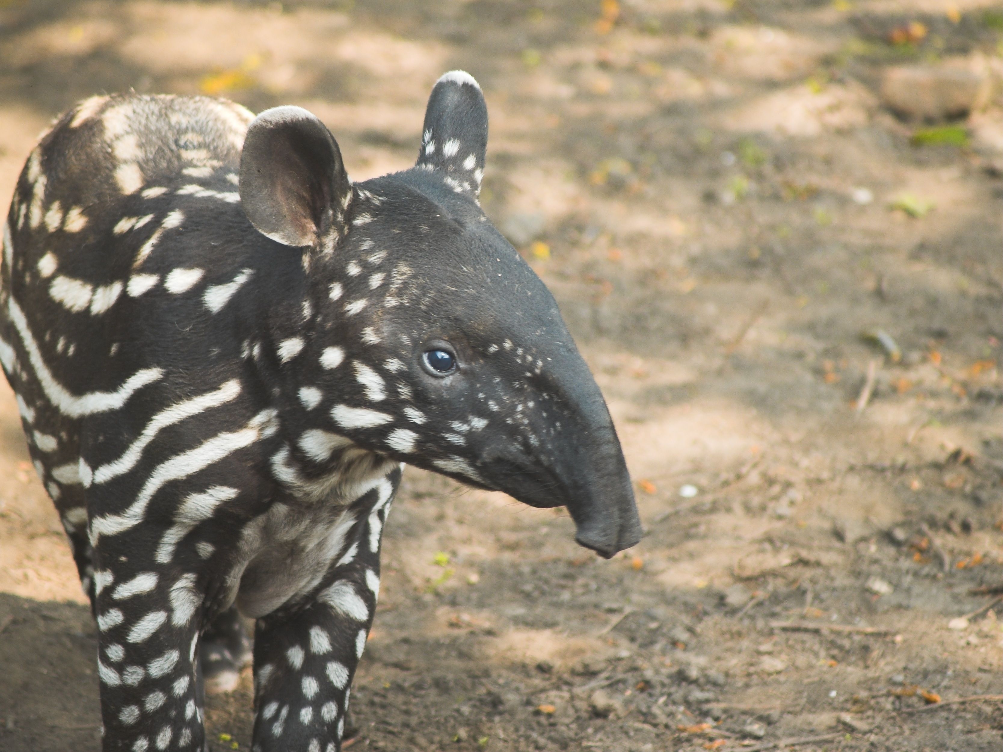 Tapir, Wildtiere, Exotisch, Foto, Bild, 3340x2500 4K Desktop