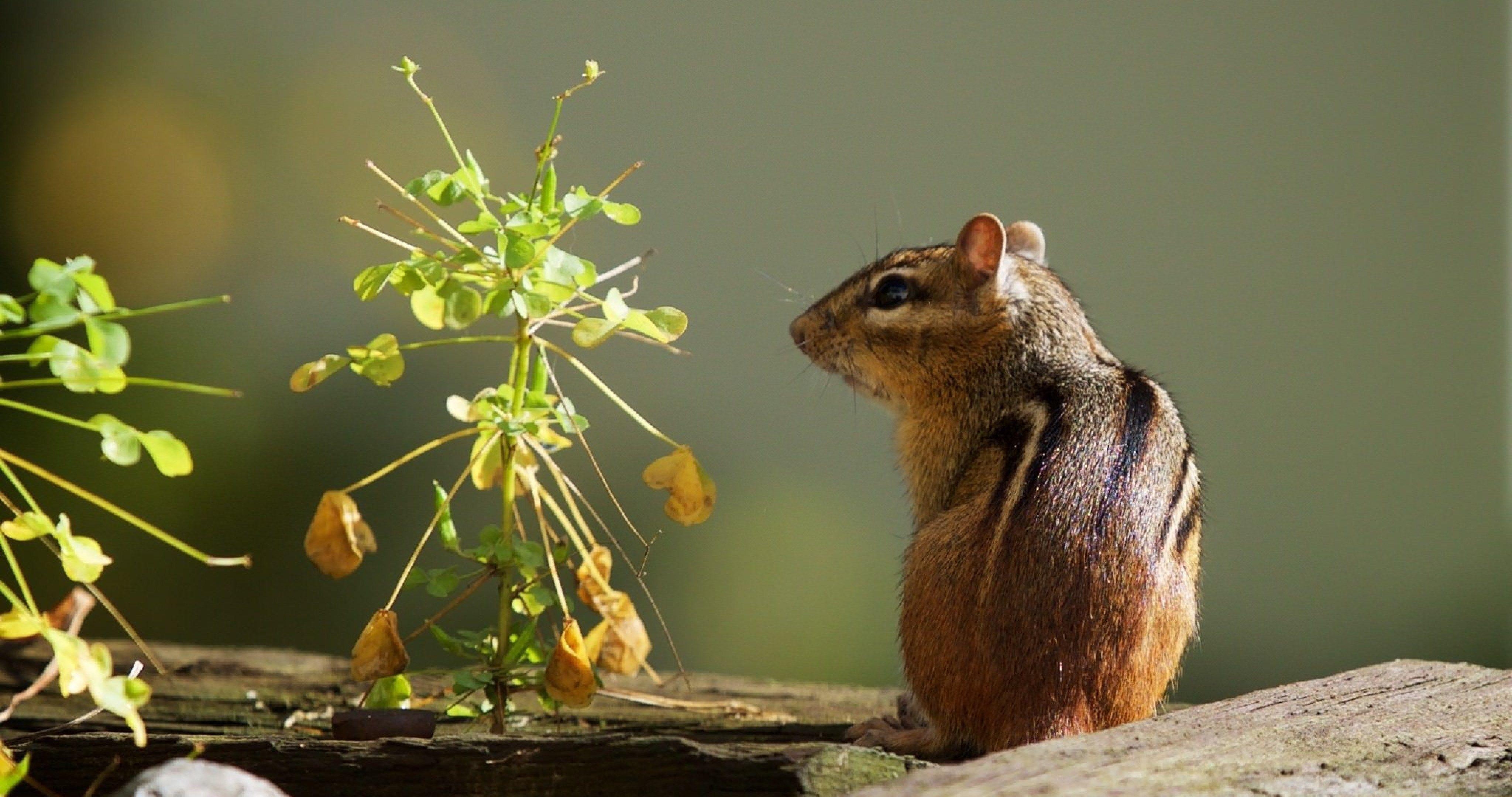 Worcester, Chipmunk, 4K, Ultra HD, Tier, 4100x2160 4K Desktop