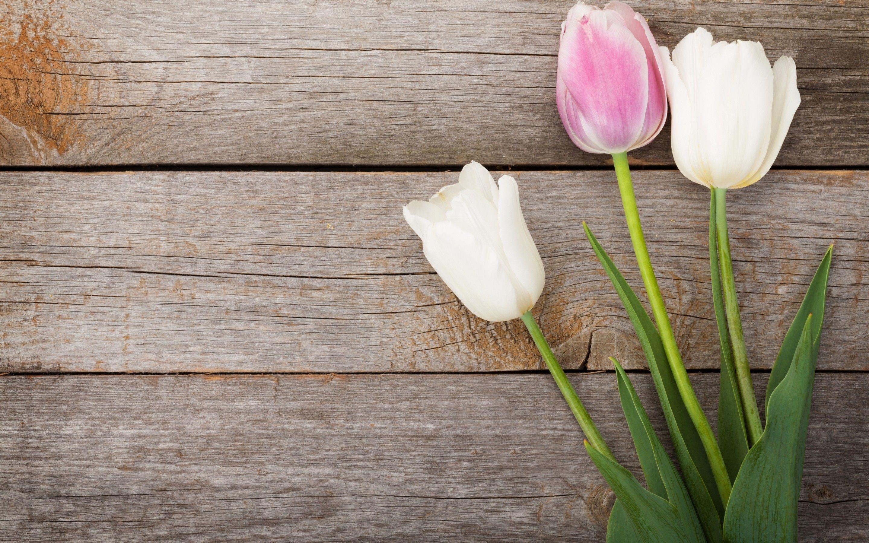 Stilleben Tulpen, Blumen, Fenster, Natur, Harmonisch, 2880x1800 HD Desktop